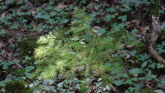 Asparagus tenuifolius