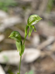 Pterostylis smaragdyna