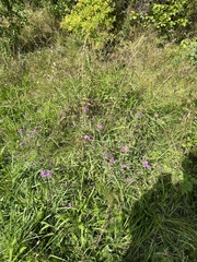 Centaurea jacea