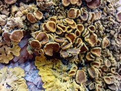 Xanthoria