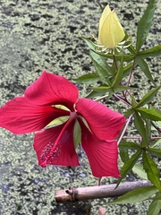 Hibiscus coccineus