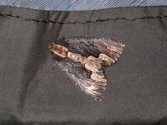 Dypterygia scabriuscula