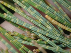 Casuarinaceae