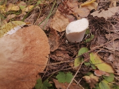 Boletus reticulatus