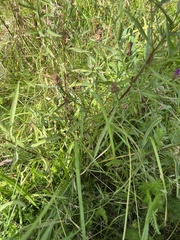 Centaurea jacea