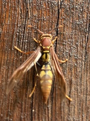 Polistes versicolor