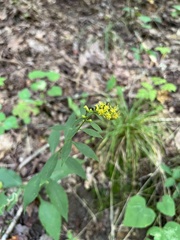 Solidago caesia