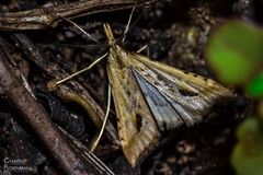 Diasemia monostigma