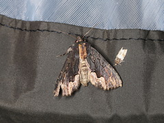 Dypterygia scabriuscula