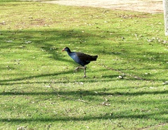 Porphyrio melanotus