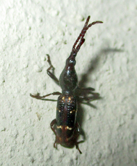 Orfilaia vulsellata