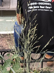 Panicum virgatum