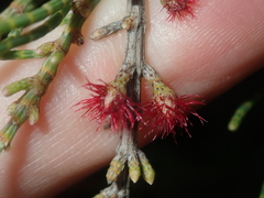 Casuarinaceae