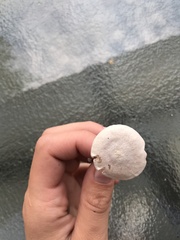 Cuphophyllus virgineus