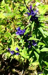 Gentiana asclepiadea