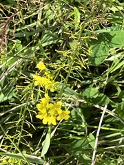 Rorippa