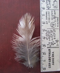 Strix uralensis
