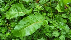 Rumex obtusifolius
