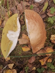 Boletus reticulatus
