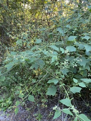 Polymnia canadensis