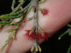 Casuarinaceae
