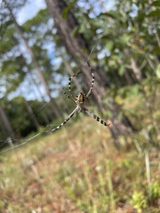 Argiope florida