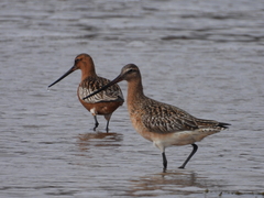 Limosa lapponica