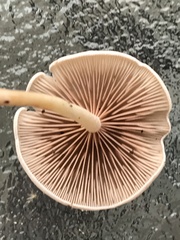 Cuphophyllus virgineus