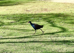 Porphyrio melanotus