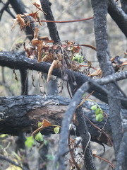 Dioscorea polystachya