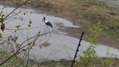 Ephippiorhynchus senegalensis