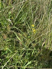 Rorippa