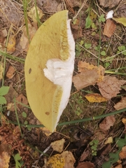 Boletus reticulatus