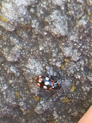Eriopis connexa