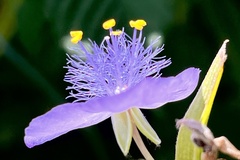 Tradescantia ohiensis