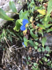 Commelina communis