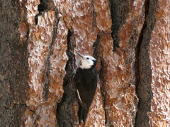 Dryobates albolarvatus