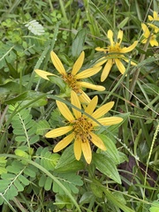 Silphium asteriscus