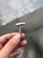 Cuphophyllus virgineus