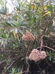 Tessaria dodonaeifolia