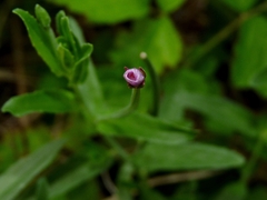 Epilobium ciliatum