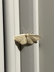 Scopula inductata