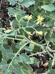 Solanum lycopersicum