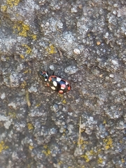 Eriopis connexa