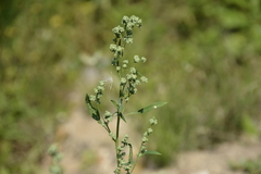 Chenopodium