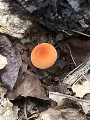 Marasmius sullivantii