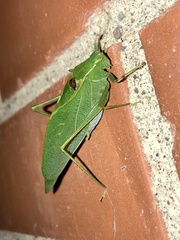 Orthoptera