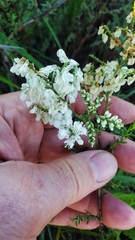 Polygonella americana