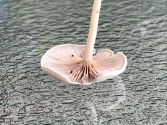 Cuphophyllus virgineus