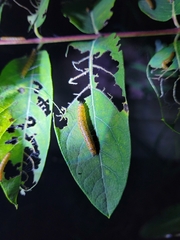 Saucrobotys futilalis